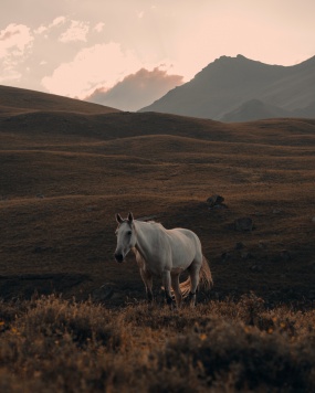 山上的白色马图片